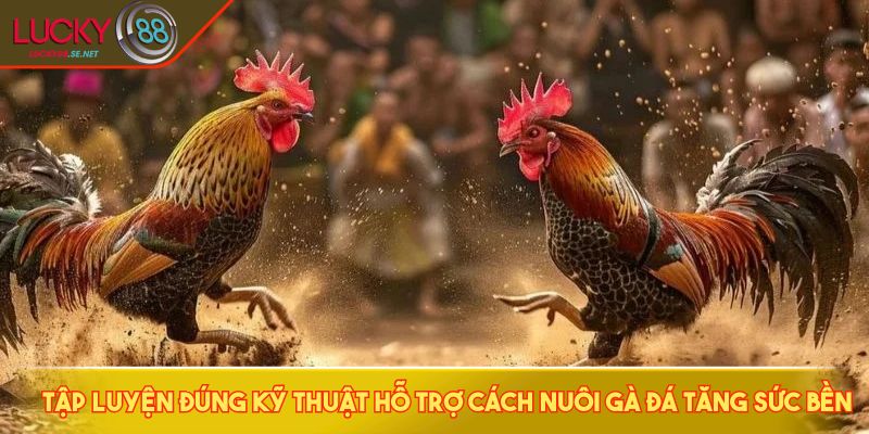 Tập luyện đúng kỹ thuật hỗ trợ cách nuôi gà đá tăng sức bền